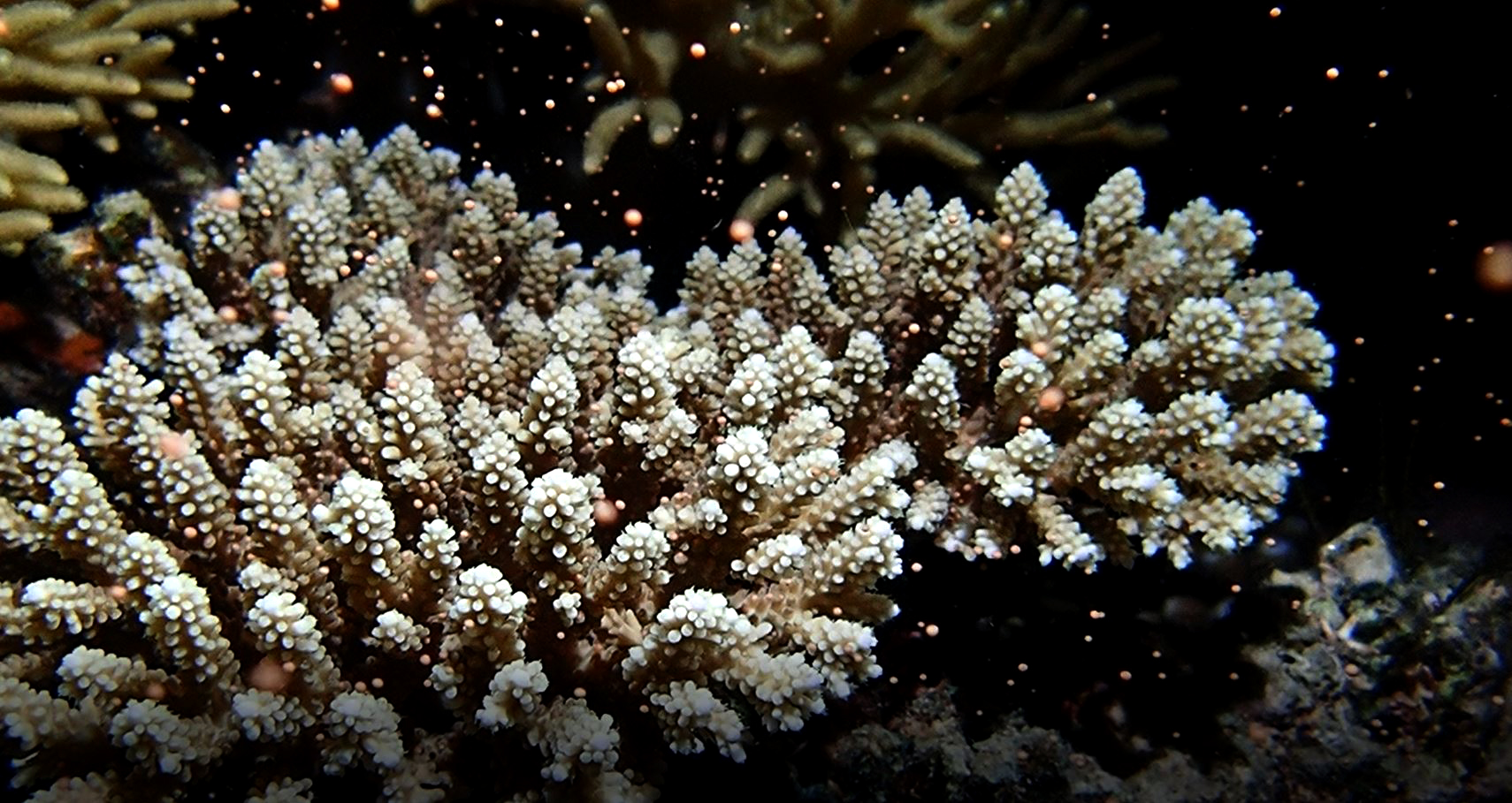 Coral Spawning