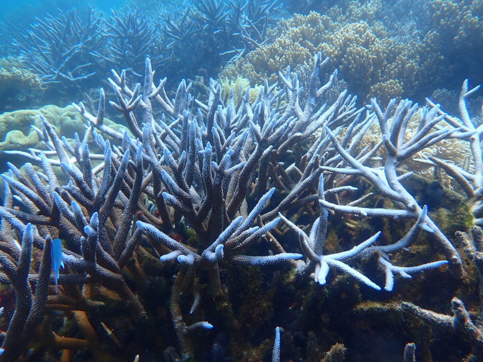 lagoon-coral-bleaching