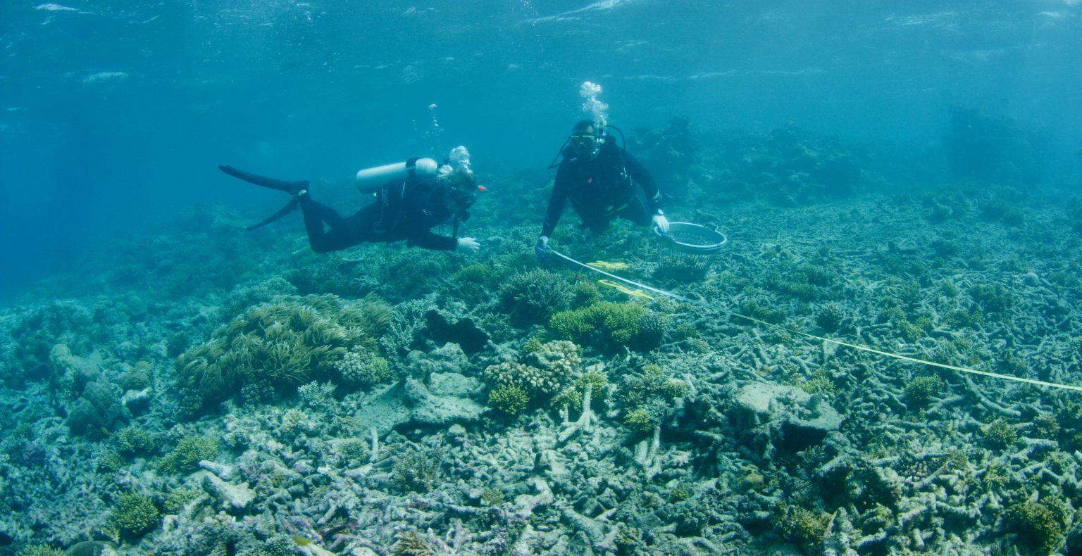 moore-reef-rubble-before-marrs-reef-stars