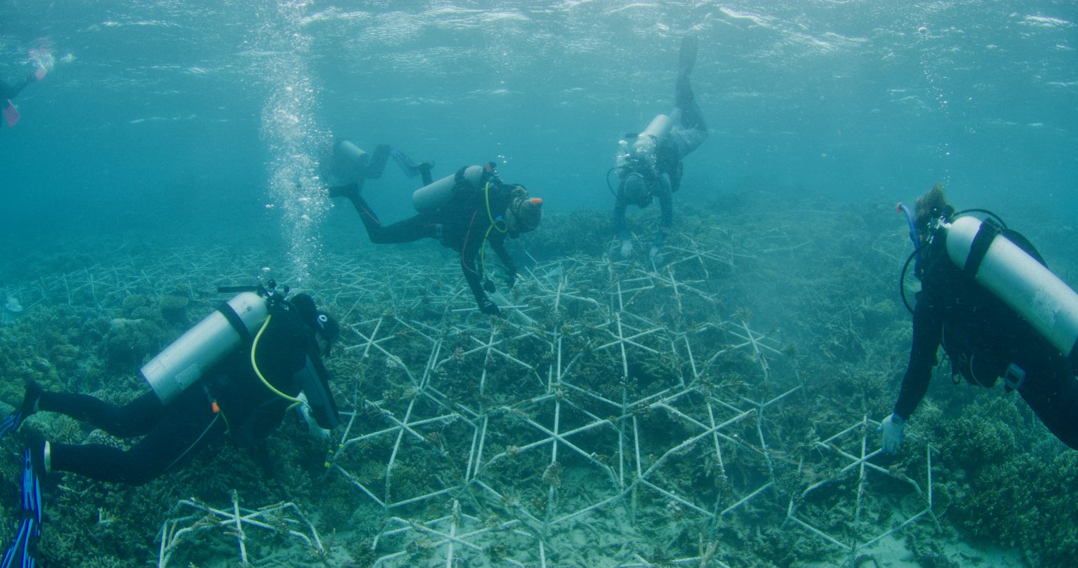 Team-building-a-web-of-Reef-Stars-1536x810