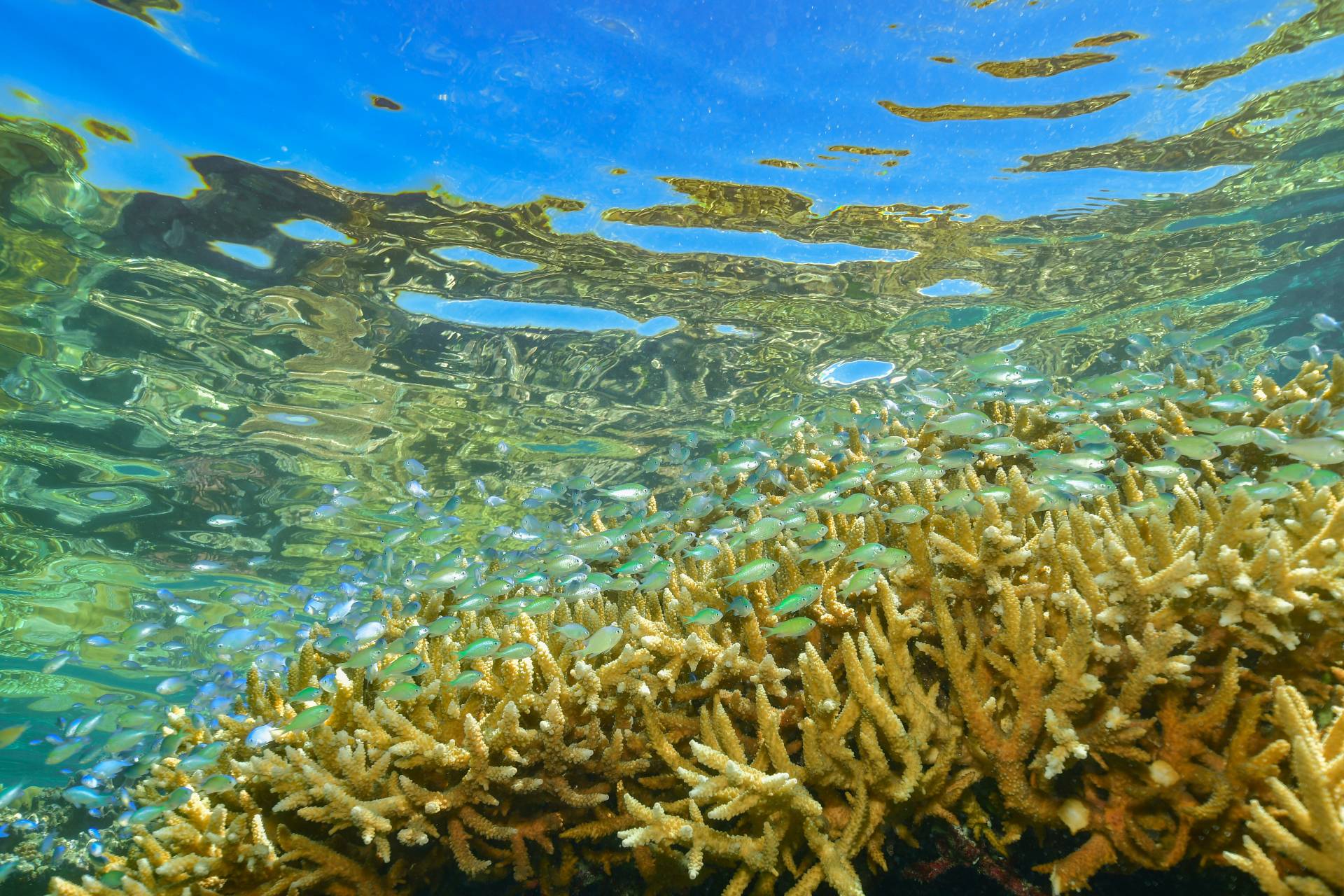 hard coral on moore reef great barrier reef