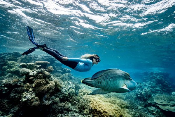 Wally the Humphead Maori Wrasse greets GBR Biology marine biologist Brittany Wassing alongside the Reef Magic Pontoon at Moore Reef on the Great Barrier Reef. Image Luke Marsden